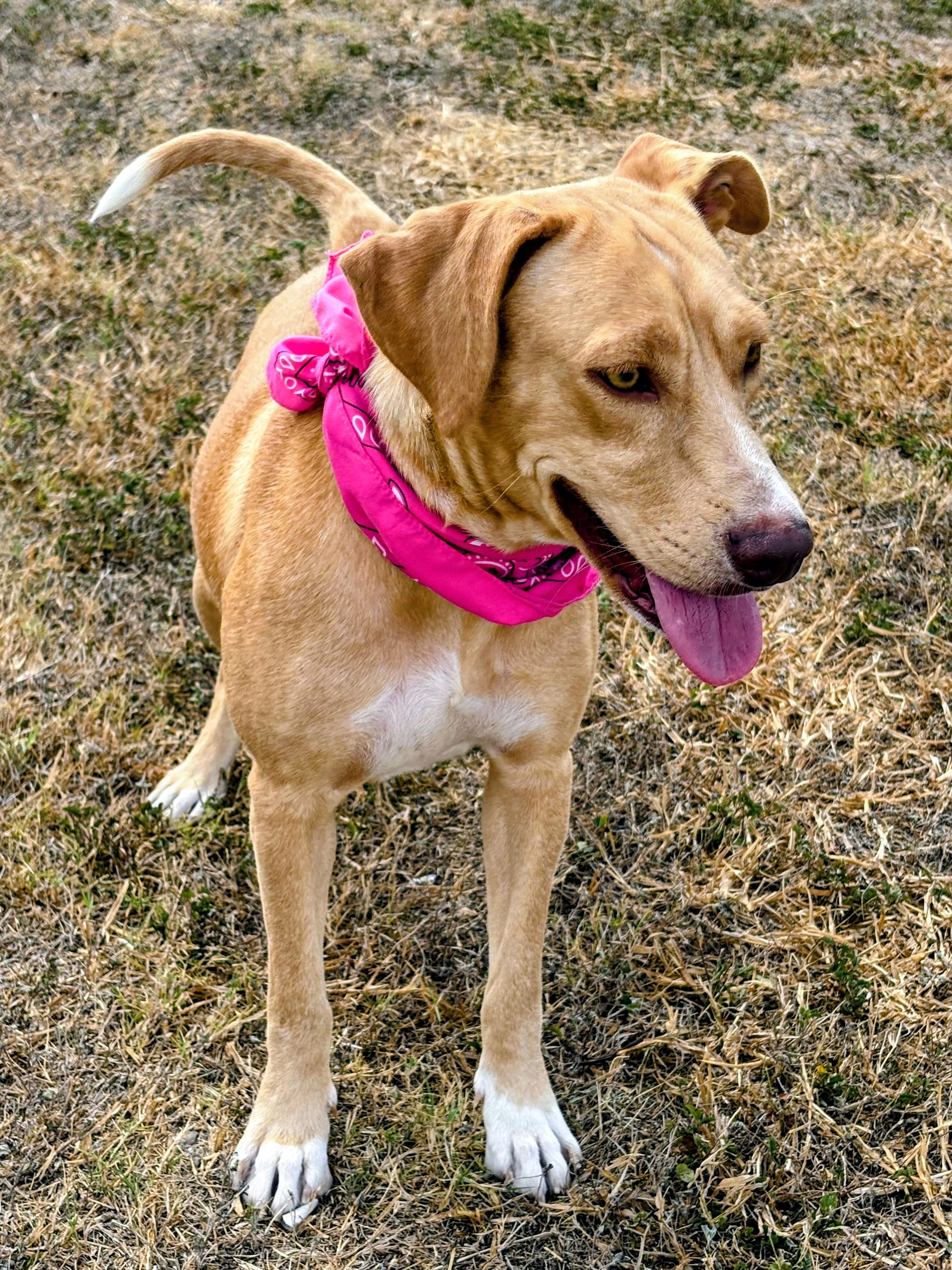 Enlarge Poppy, an adoptable mixed breed in Willington, CT image 6/6
