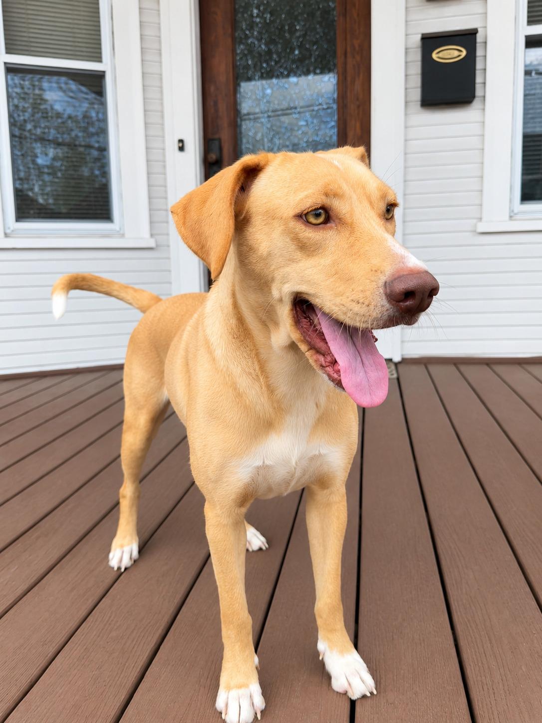 Enlarge Poppy - In Mass., a Adoptable mixed breed in Willington, CT image 2/6