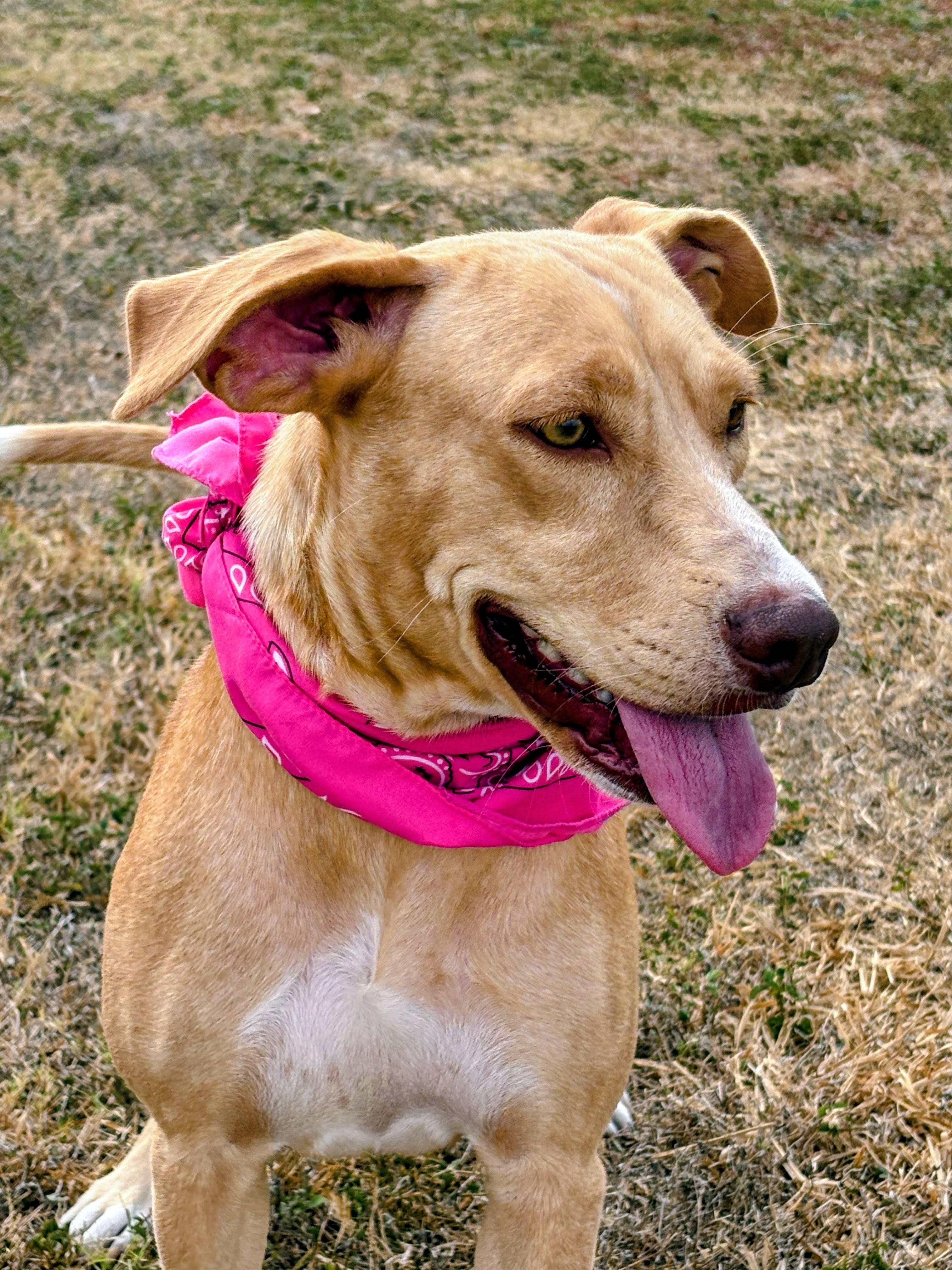 Enlarge Poppy, an adoptable mixed breed in Willington, CT image 5/6