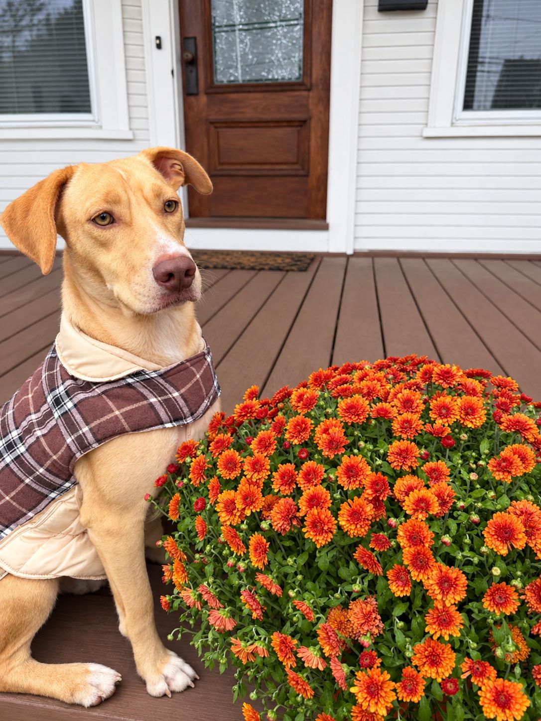 Poppy - In Mass., Adoptable, Young Female Labrador Retriever.