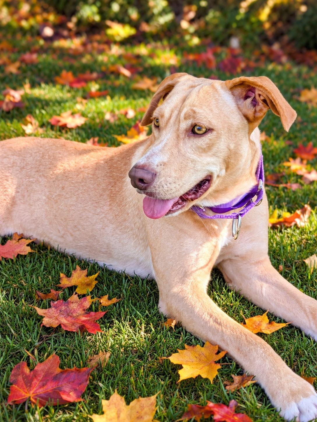 Enlarge Poppy - In Mass., a Adoptable mixed breed in Willington, CT image 3/6