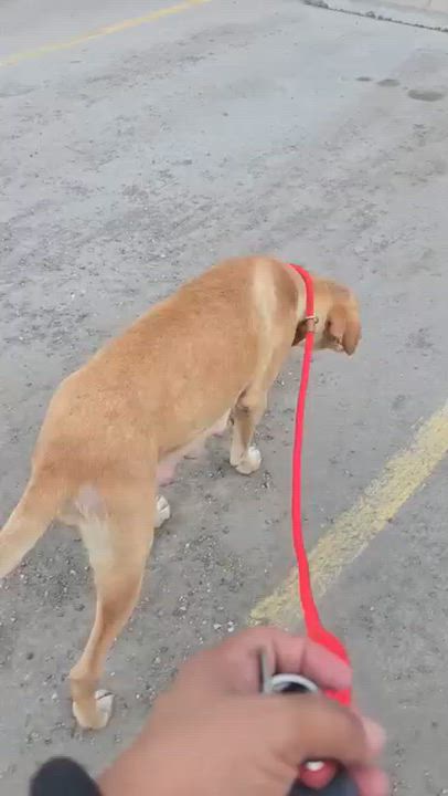 Enlarge Poppy - In Mass., a Adoptable mixed breed in Willington, CT video 5/6