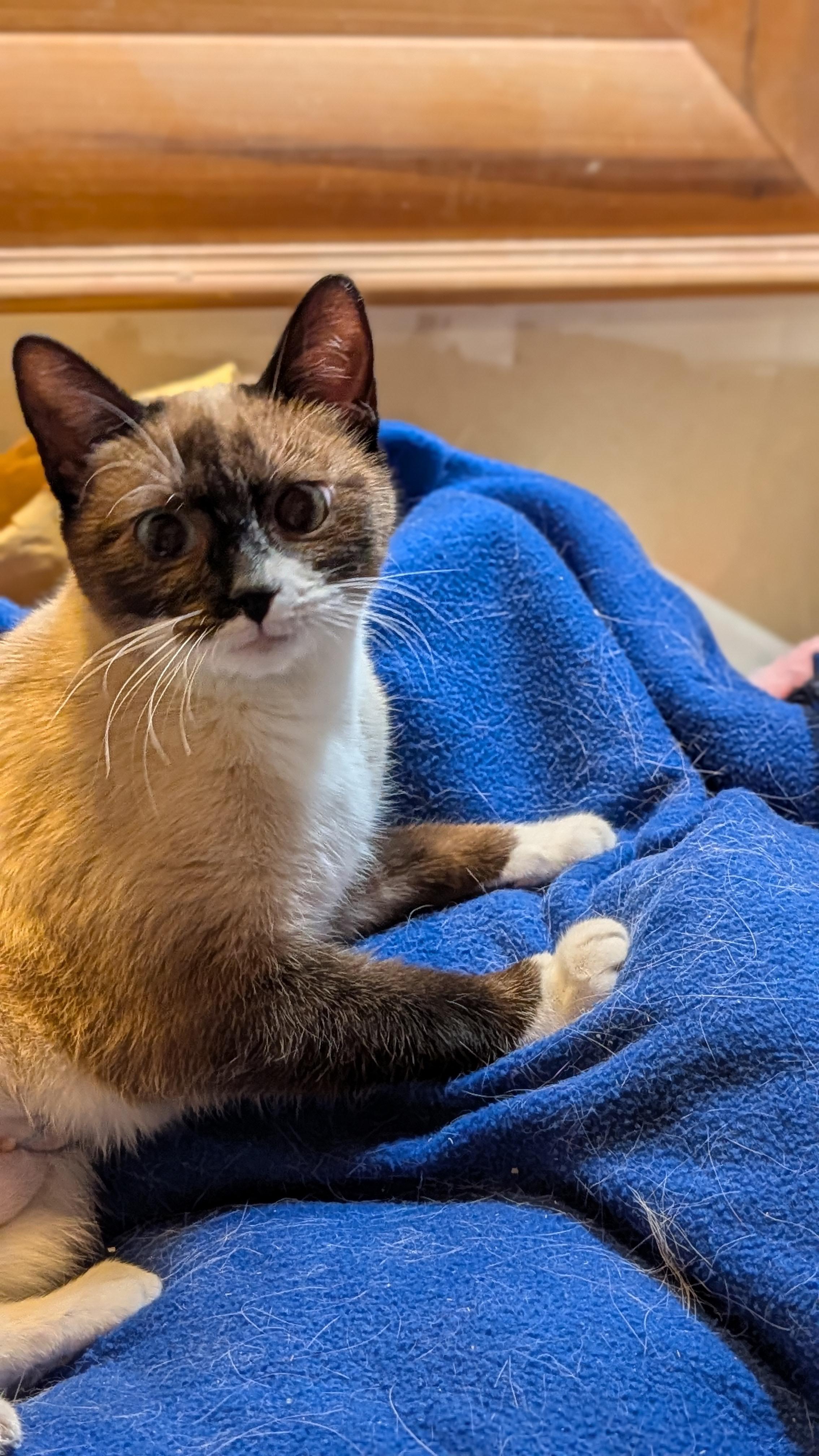 SUKI (mamma), a ADOPTABLE mixed breed in Pena Blanca, NM image 1/2