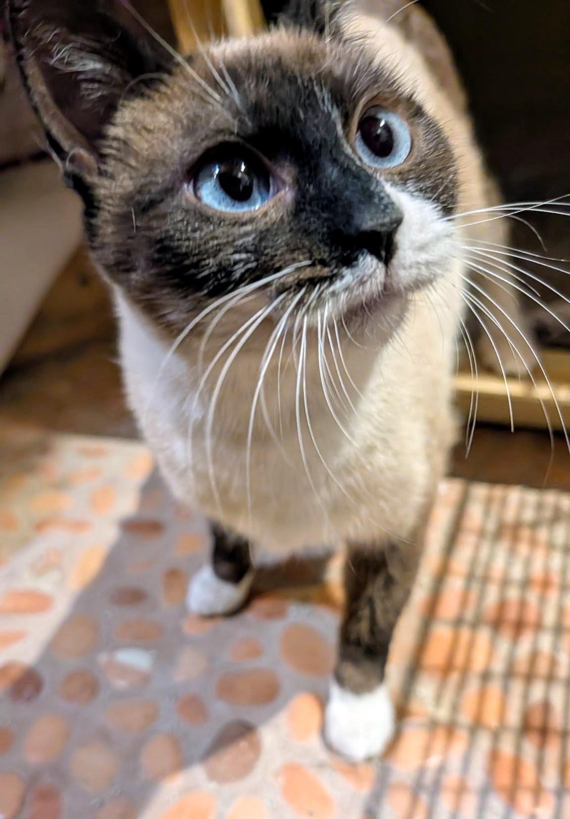 SUKI (mamma), a ADOPTABLE mixed breed in Pena Blanca, NM image 2/2