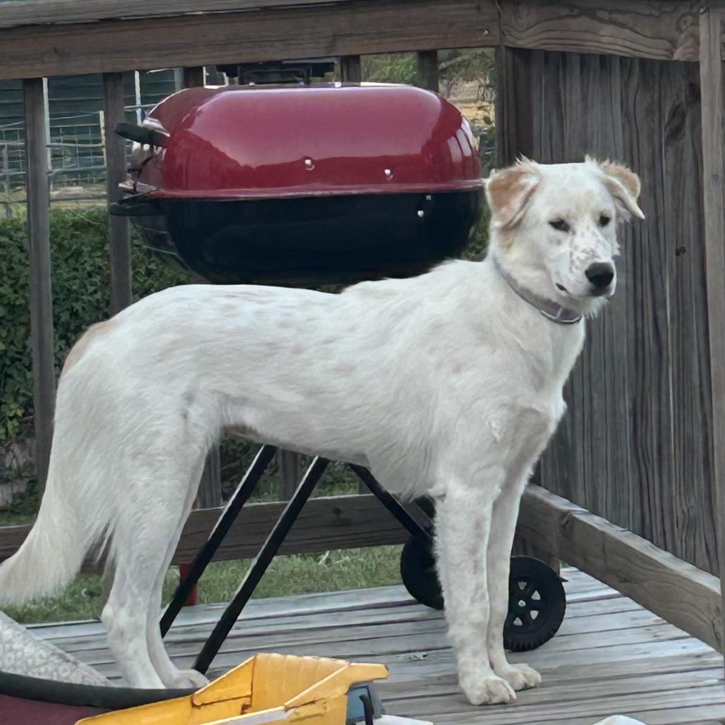 Billie, Adoptable, Young Female Great Pyrenees & Labrador Retriever.
