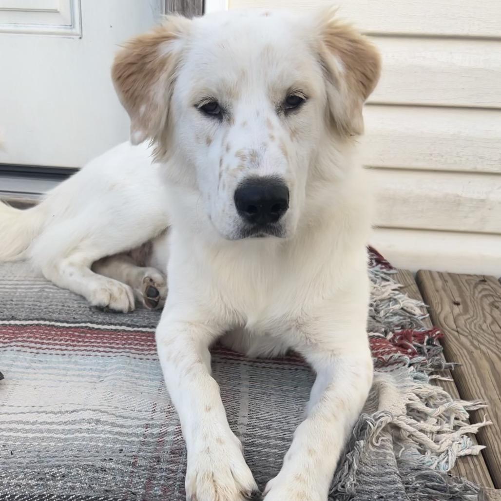Enlarge Billie, a Adoptable mixed breed in Montgomery, TX image 2/3