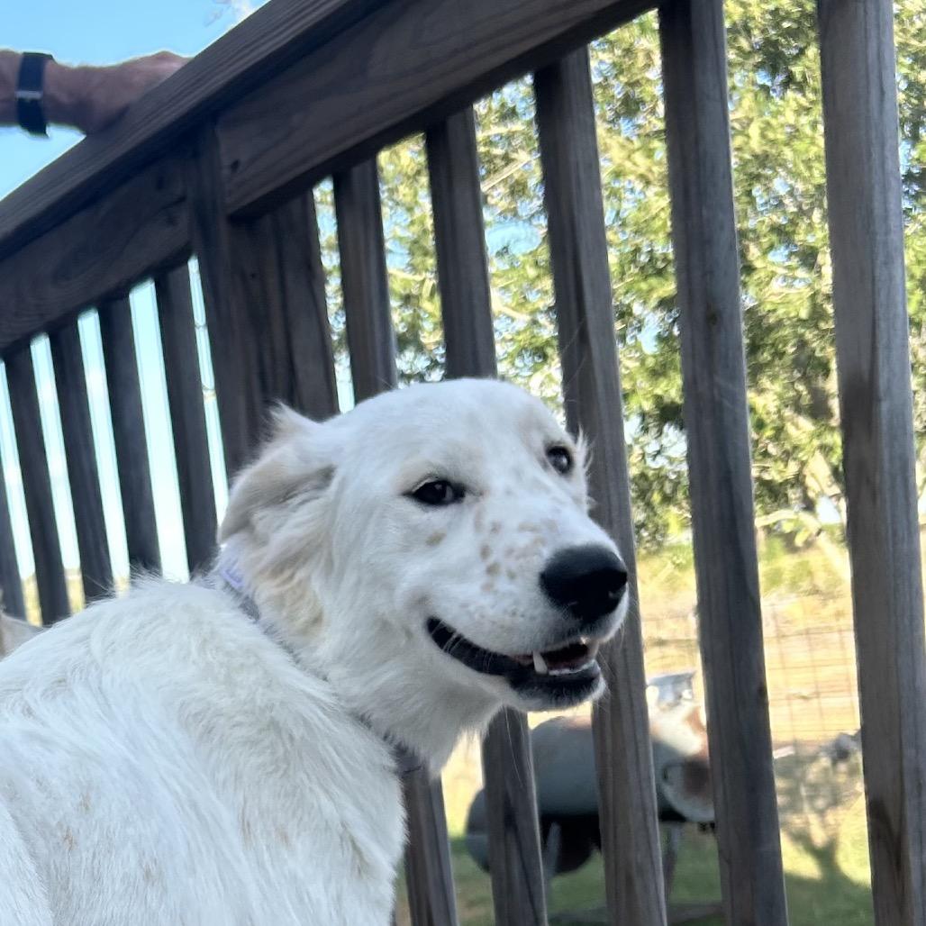 Enlarge Billie, a Adoptable mixed breed in Montgomery, TX image 3/3