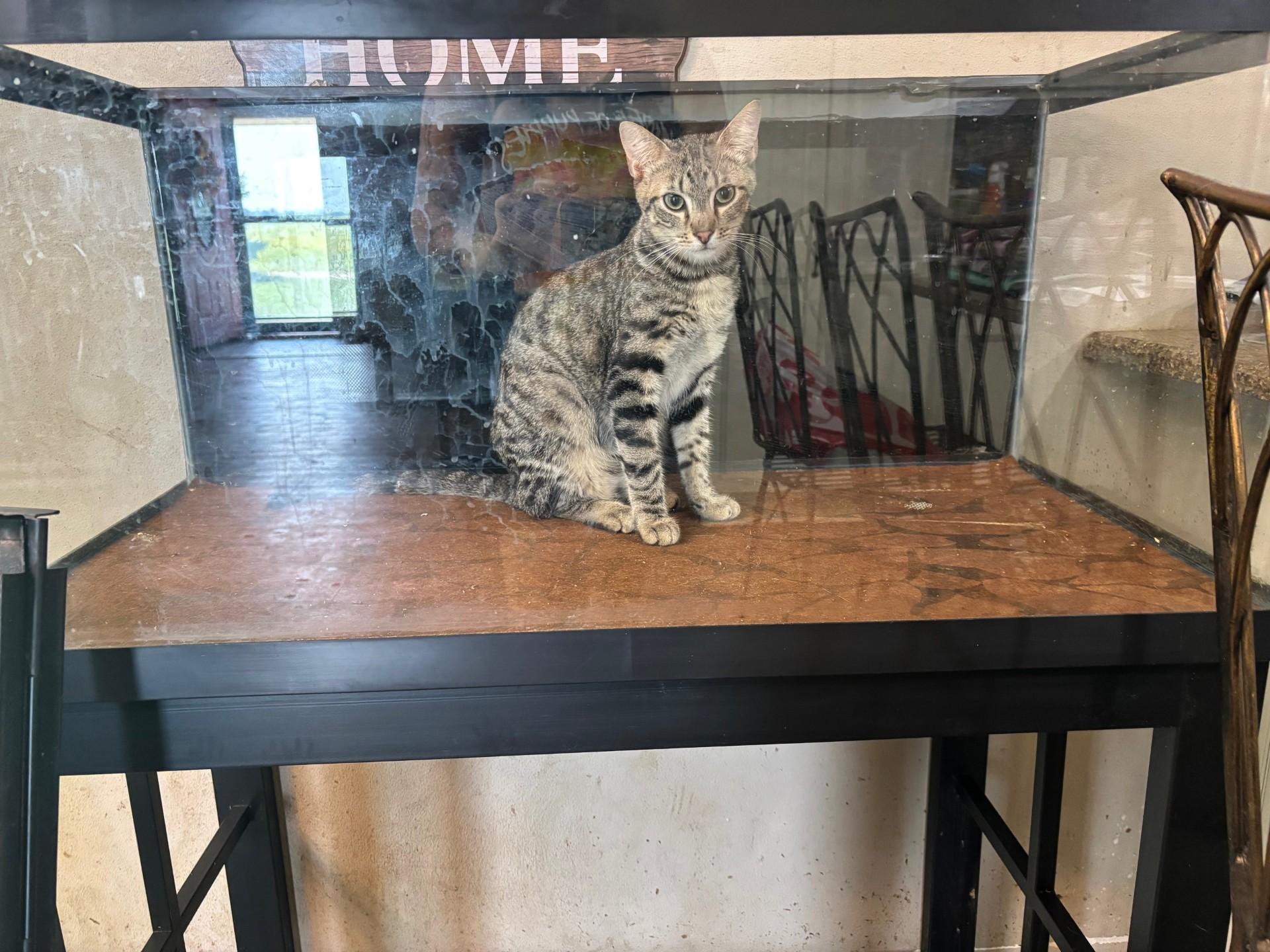 Tofu, Adoptable, Young Male Domestic Short Hair.