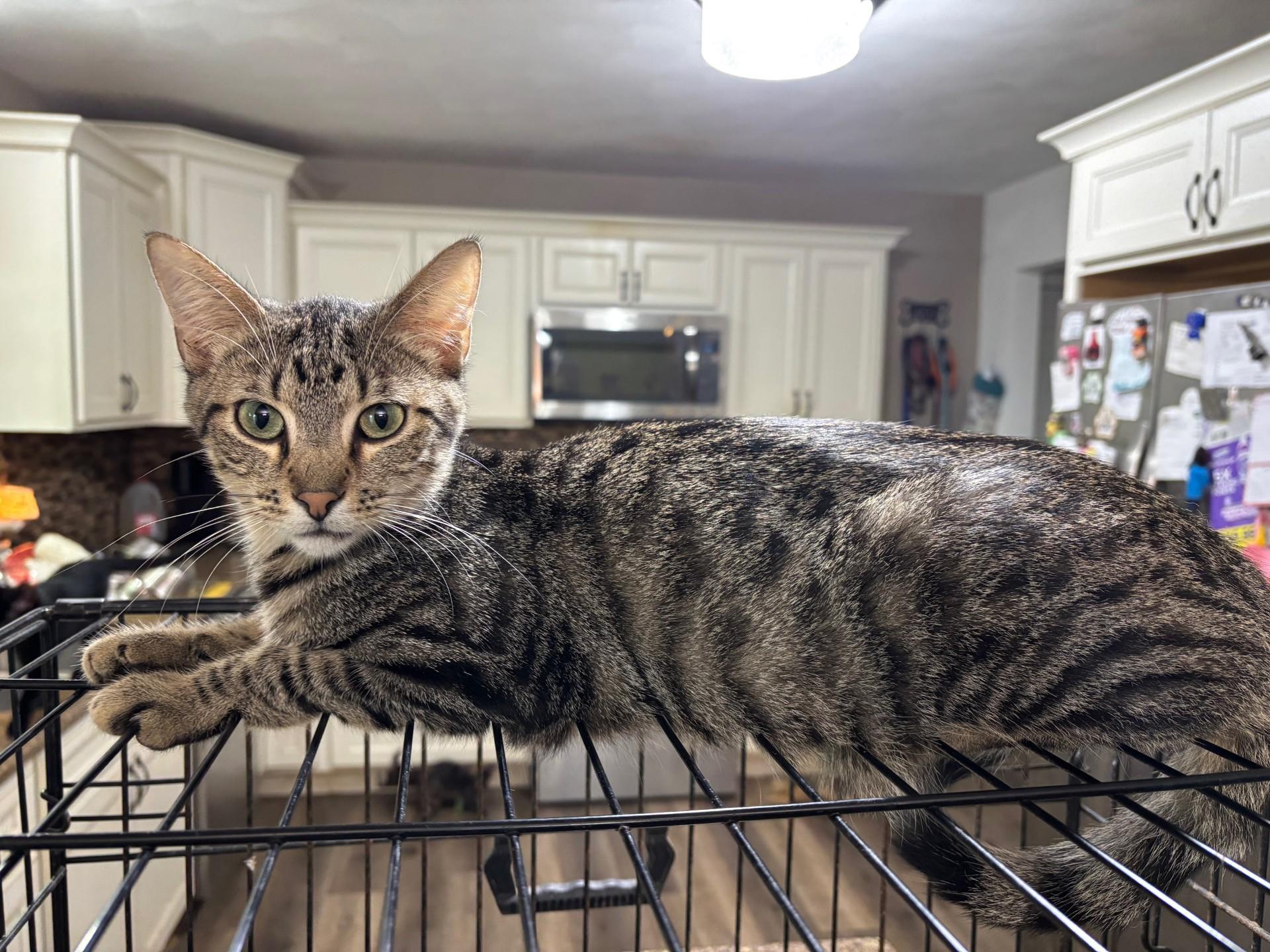 Tofu, a Adoptable Domestic Short Hair in Pekin, IL image 2/4