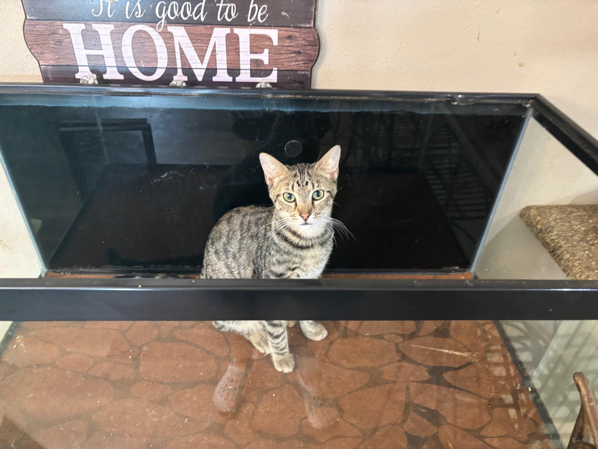 Tofu, a Adoptable Domestic Short Hair in Pekin, IL image 3/4