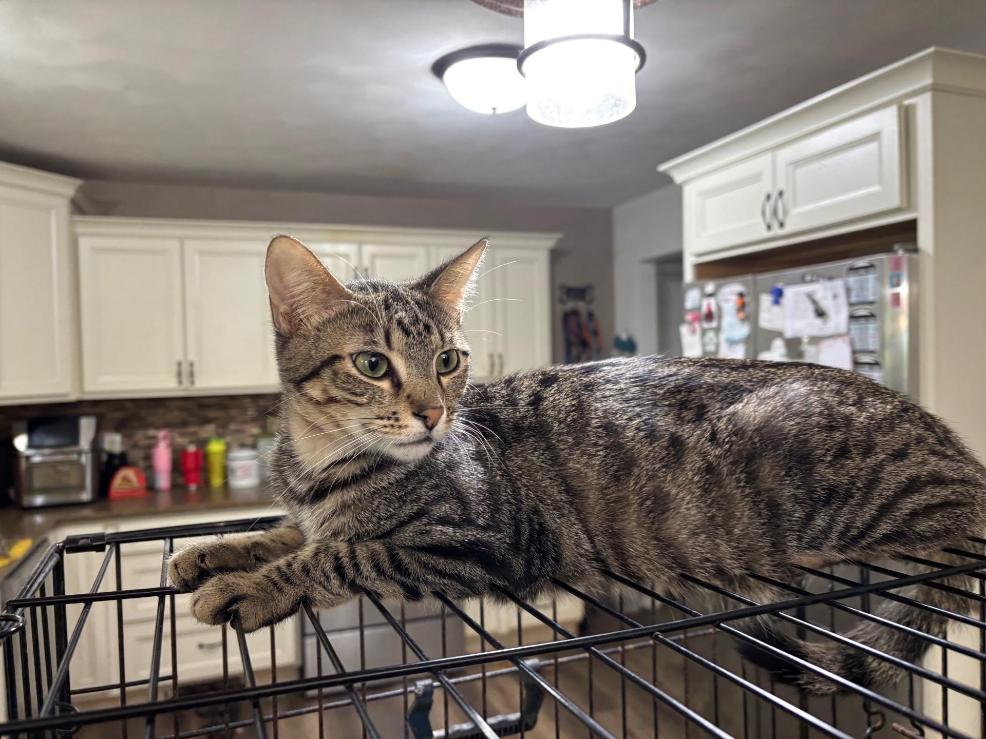 Tofu, a Adoptable Domestic Short Hair in Pekin, IL image 4/4