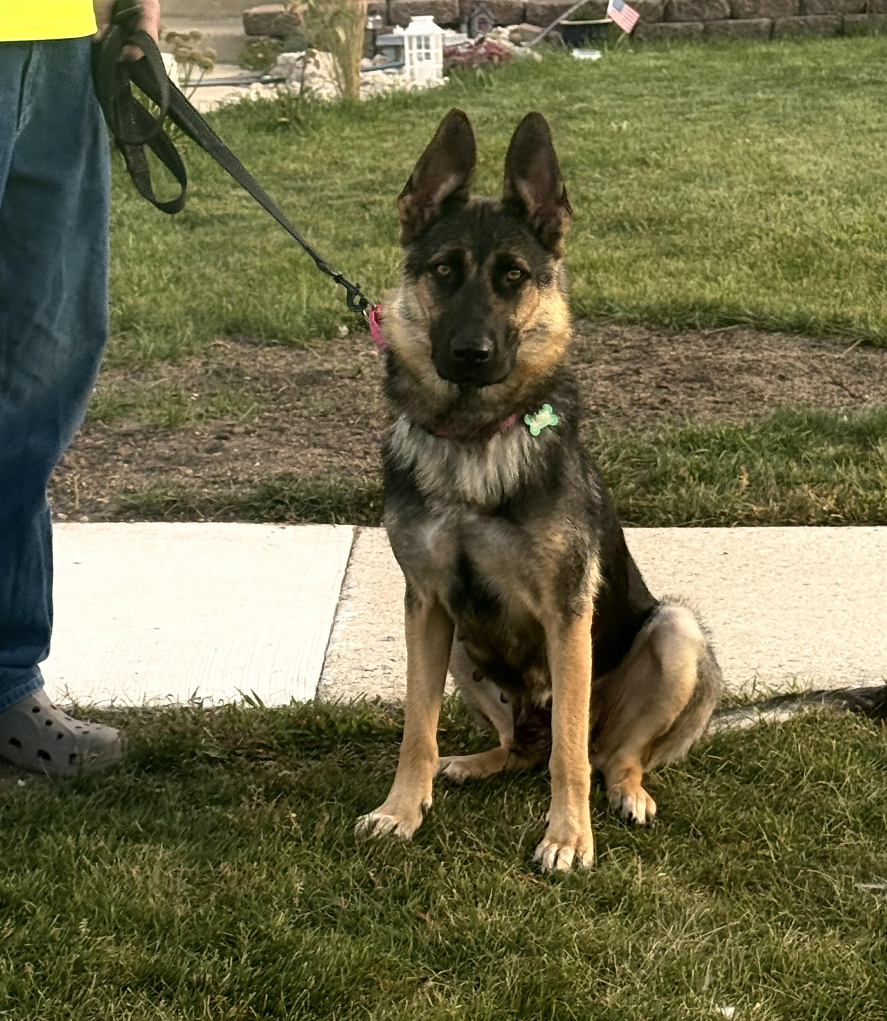 Skye, a Adoptable German Shepherd Dog in Chicago, IL image 2/4
