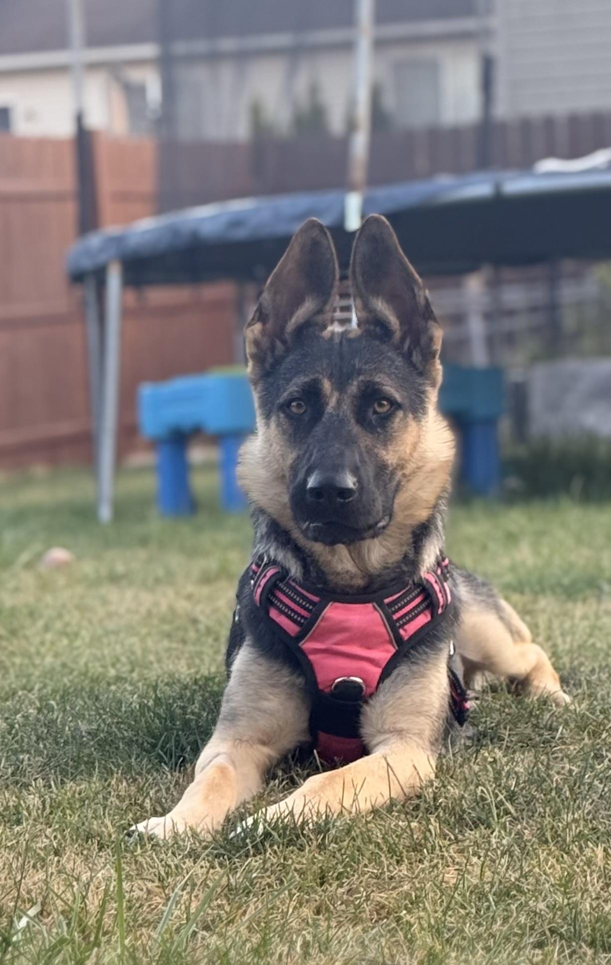 Skye, a Adoptable German Shepherd Dog in Chicago, IL image 3/4