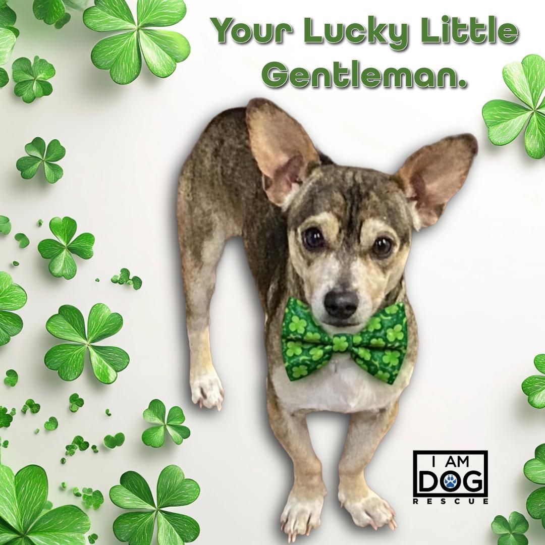 Alfie, ADOPTABLE, Adult Male Chihuahua & Corgi.