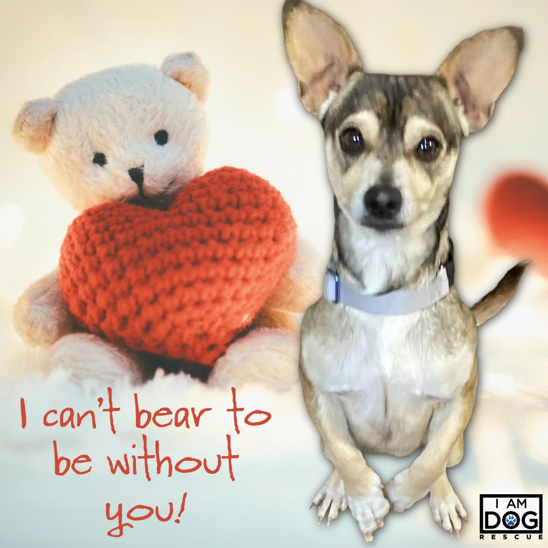 Alfie, ADOPTABLE, Adult Male Chihuahua & Corgi.