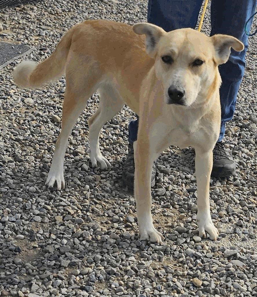 Butter, Adoptable, Adult Female Labrador Retriever.