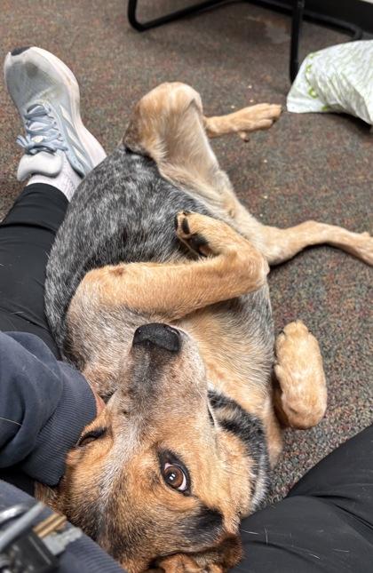 SPARKY — thumbnail 2