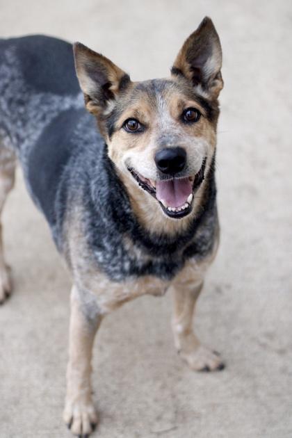 SPARKY — thumbnail 3