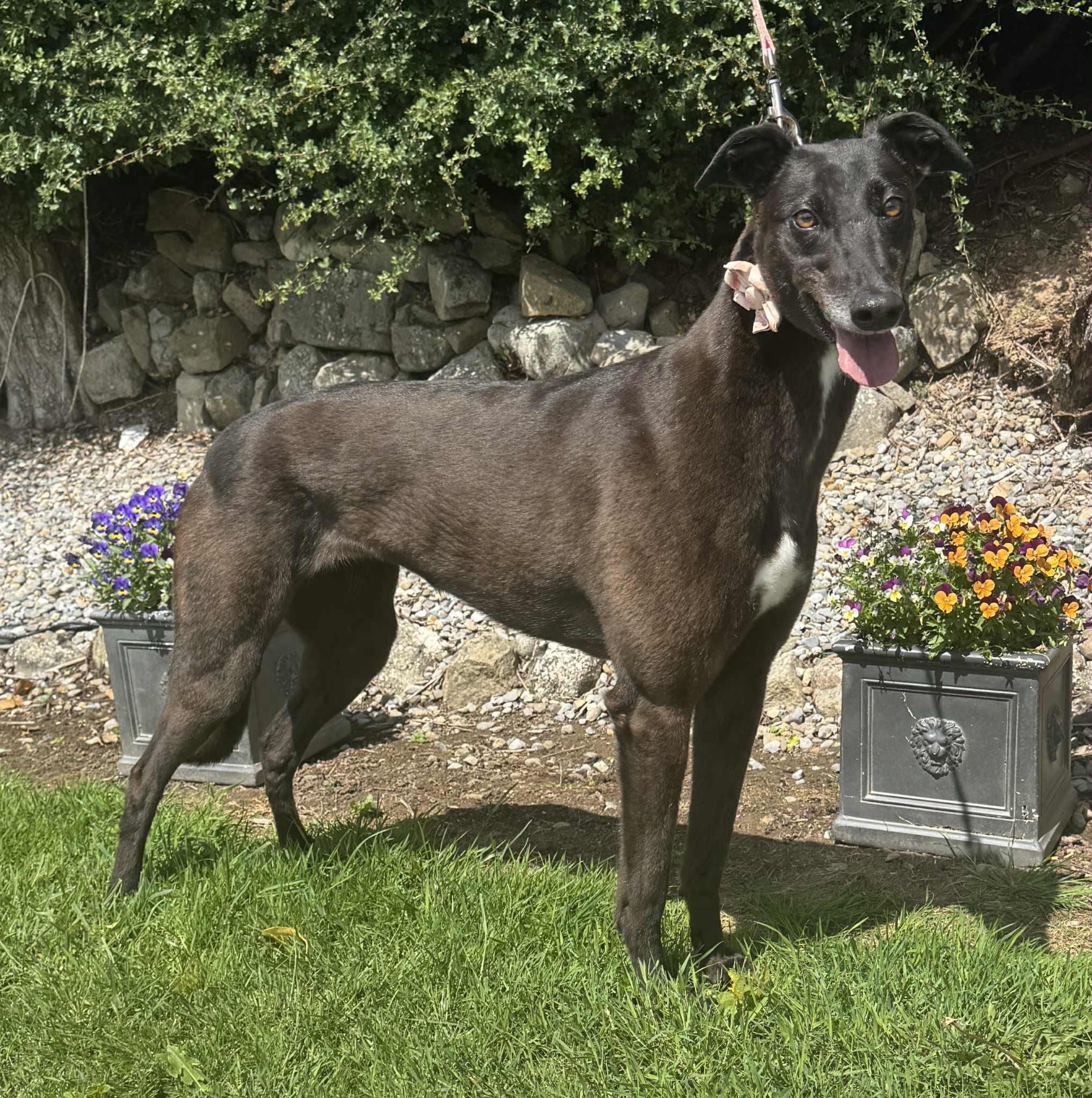 Enlarge Molly (Fishing Inn), a ADOPTABLE Greyhound in North Port, FL image 2/2