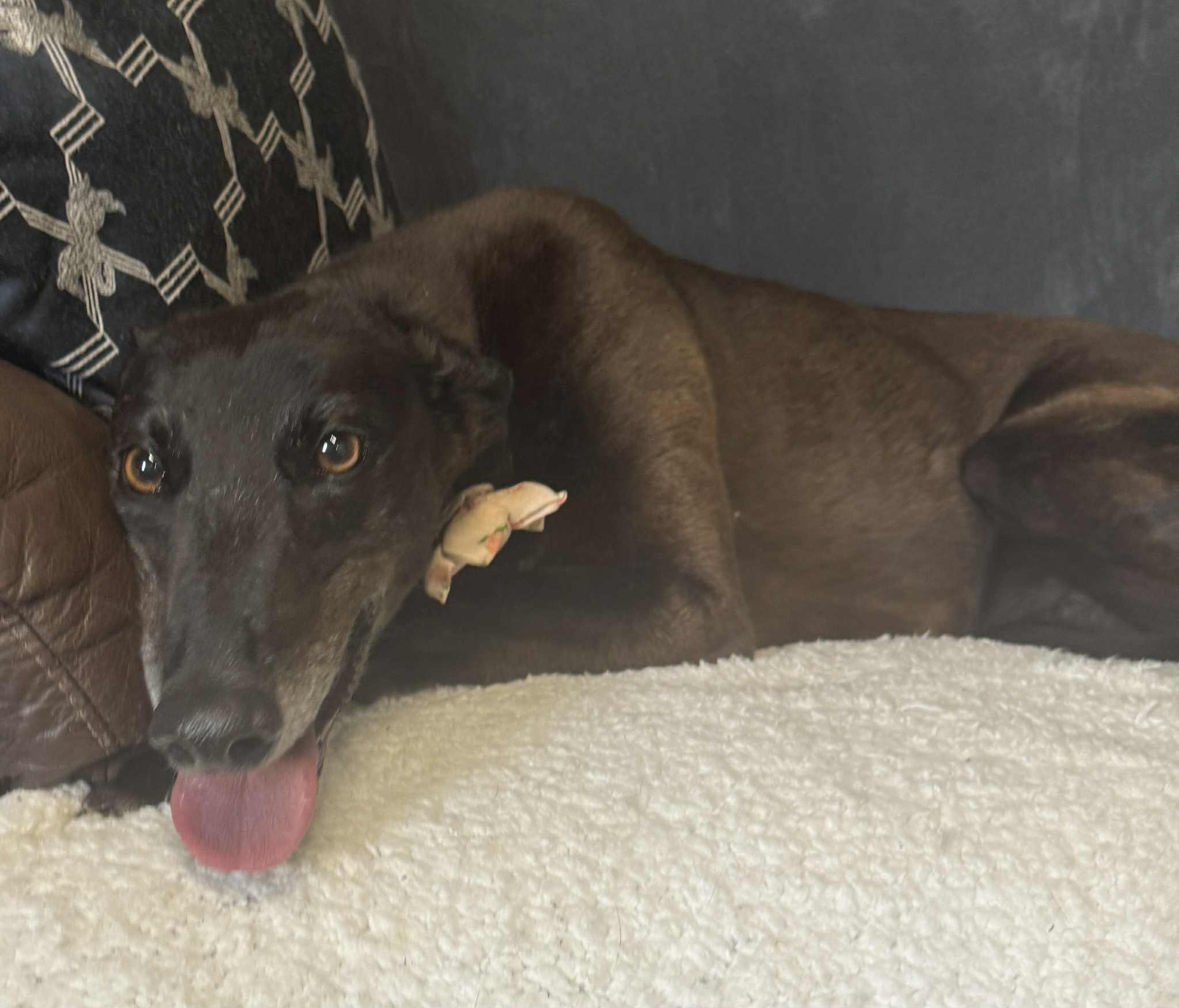 Enlarge Molly (Fishing Inn), a ADOPTABLE Greyhound in North Port, FL image 1/2