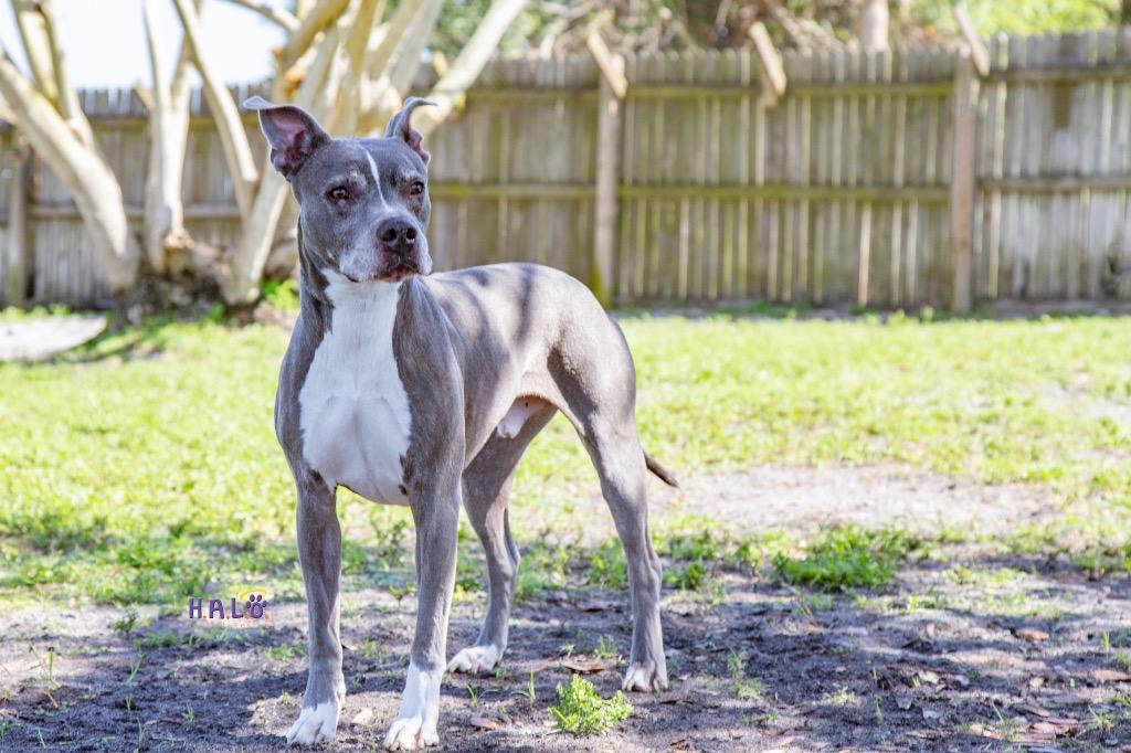 Gandolf, a Adoptable Pit Bull Terrier in Sebastian, FL image 2/6