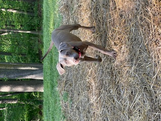 Enlarge Lilly, a Adopted mixed breed in Front Royal, VA image 2/2