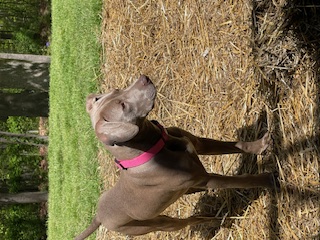 Lilly, Adopted, Young Female Weimaraner & Pit Bull Terrier.