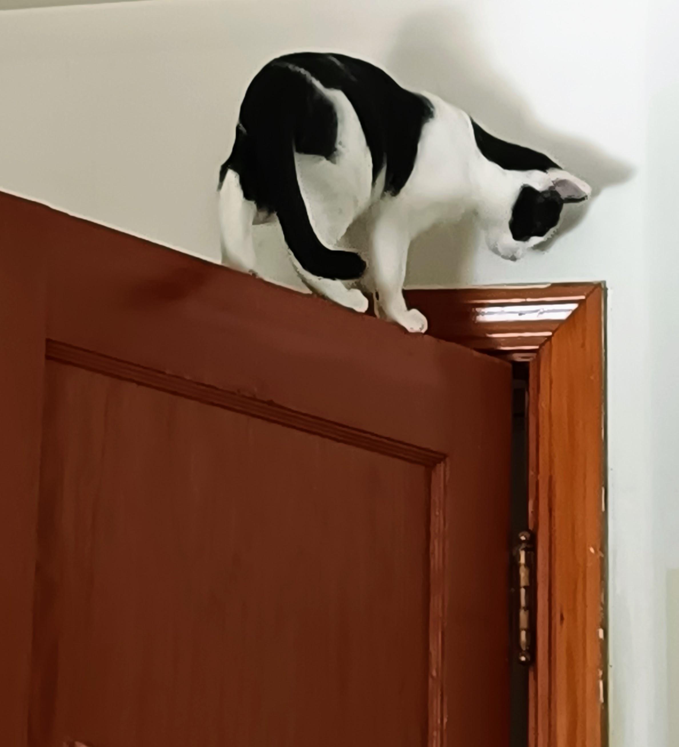 Enlarge JACKIE CHAN, a Adoptable American Shorthair in Choctaw, OK image 3/3