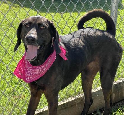Flo $25 Foster, a Adoptable mixed breed in Seneca, SC image 1/3