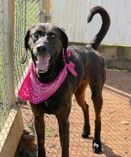 Flo $25 Foster, a Adoptable mixed breed in Seneca, SC image 2/3