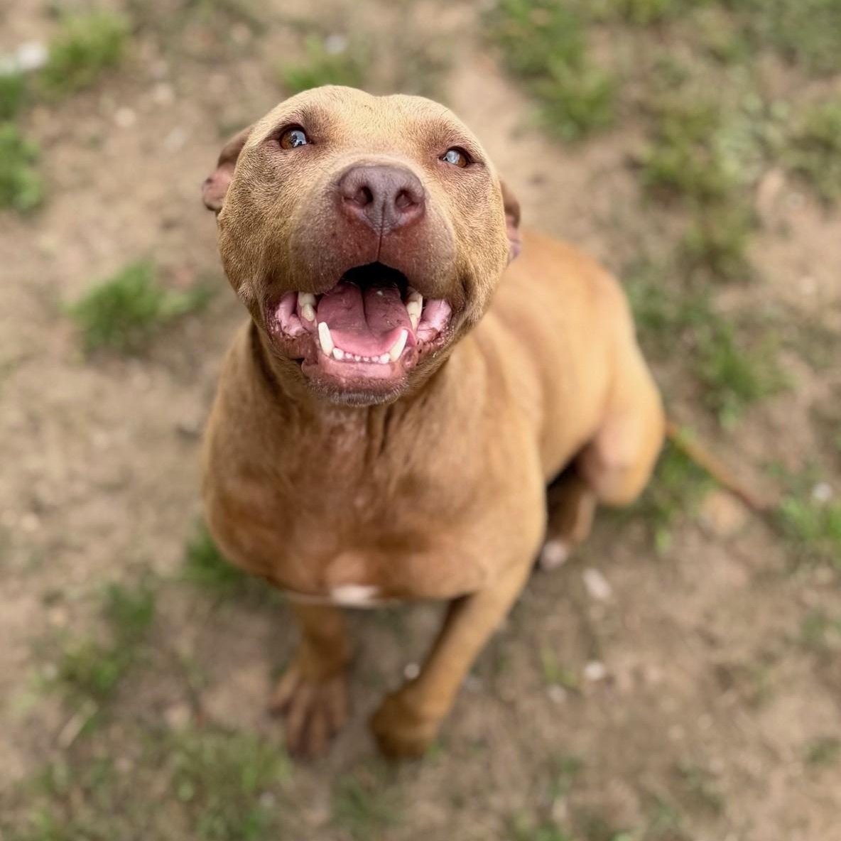 Jasmine, ADOPTABLE, Adult Female Mixed Breed.