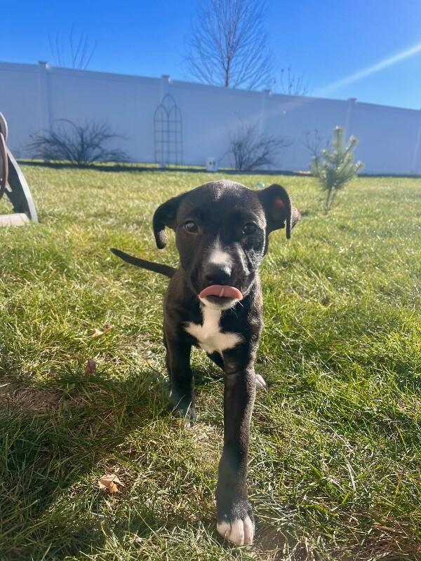 Romy, Adoptable, Young Female Mixed Breed & Mixed Breed.