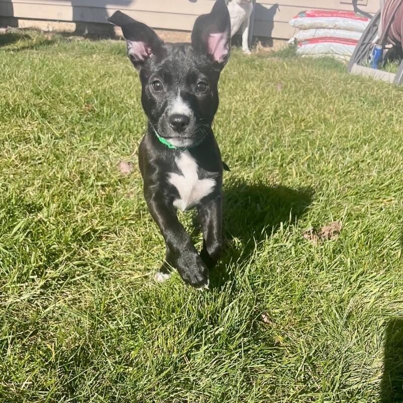 Romy, Adoptable, Young Female Mixed Breed & Mixed Breed.