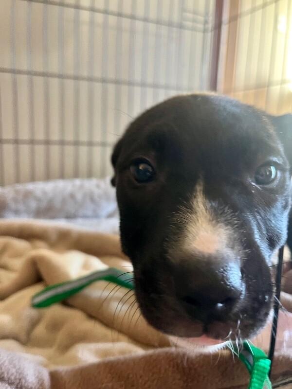 Enlarge Romy, a Adoptable mixed breed in Alma, WI image 3/6