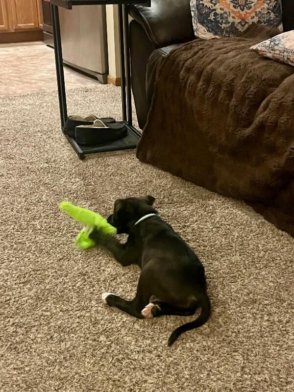 Romy, a Adoptable mixed breed in Alma, WI image 3/6