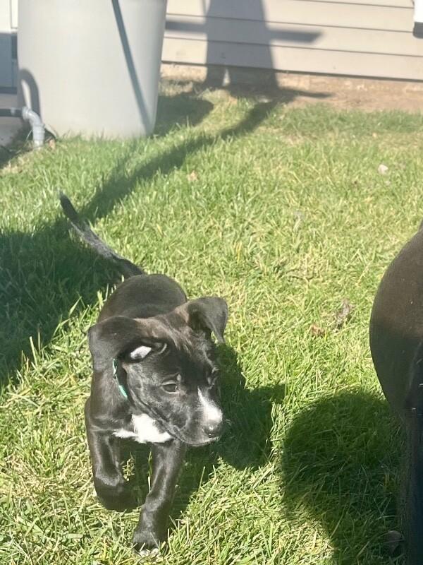 Enlarge Romy, a Adoptable mixed breed in Alma, WI image 5/6