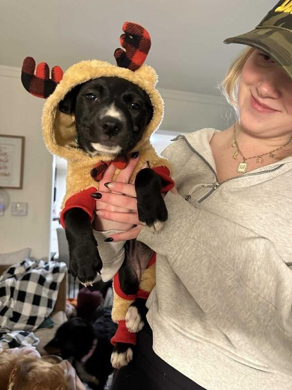 Enlarge Romy, a Adoptable mixed breed in Alma, WI image 6/6