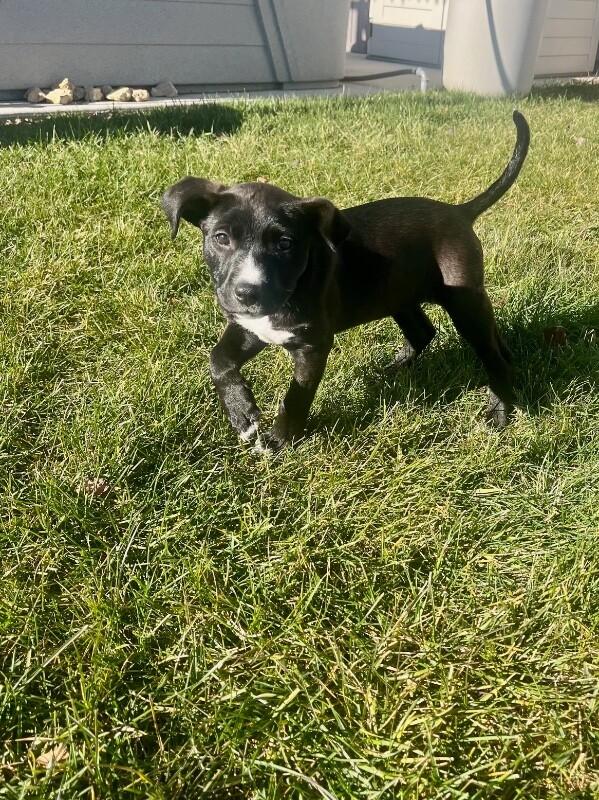 Romy, a Adoptable mixed breed in Alma, WI image 5/6