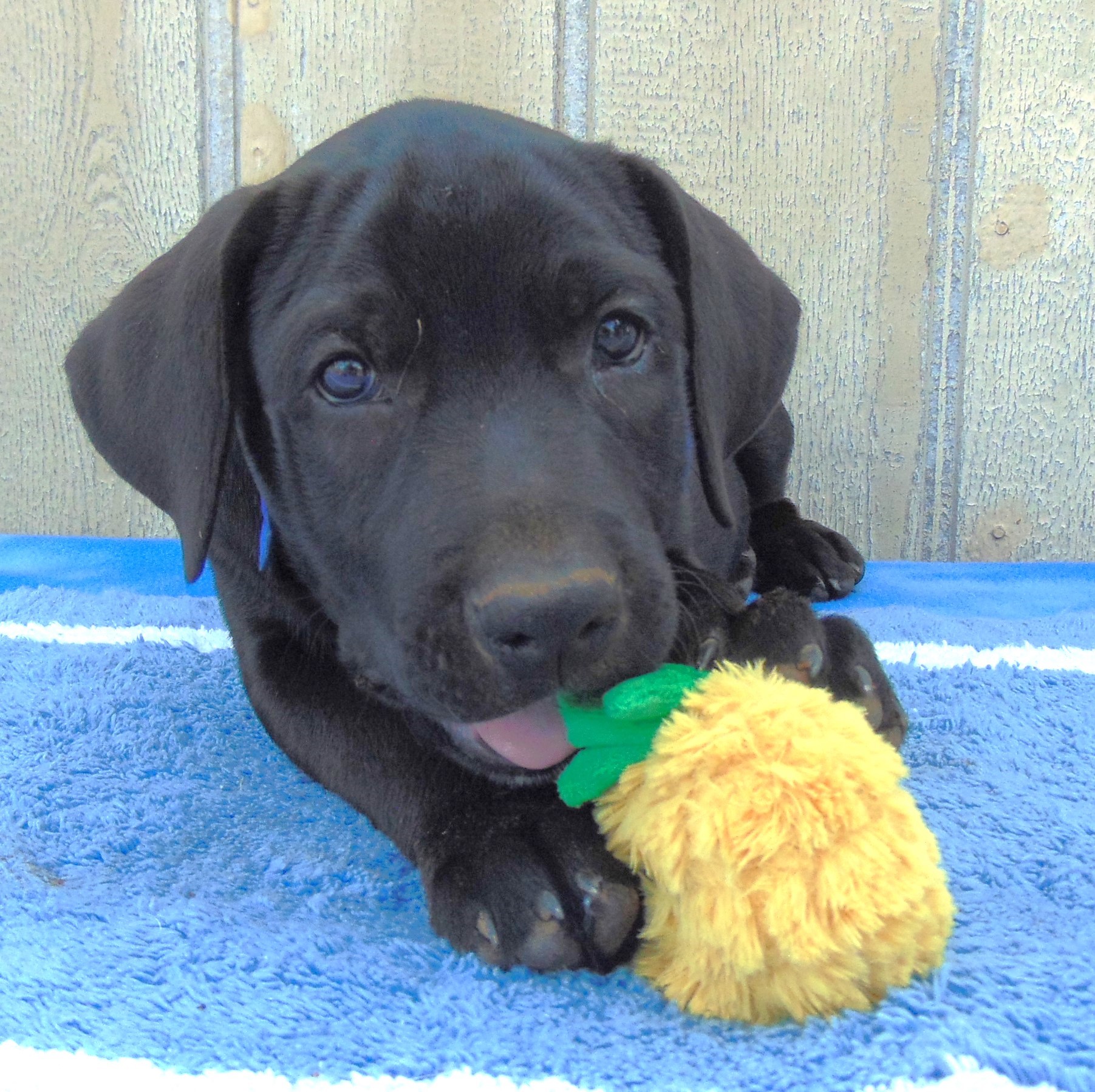 Enlarge BISMARK, a Adopted Labrador Retriever in San Antonio, TX image 2/5