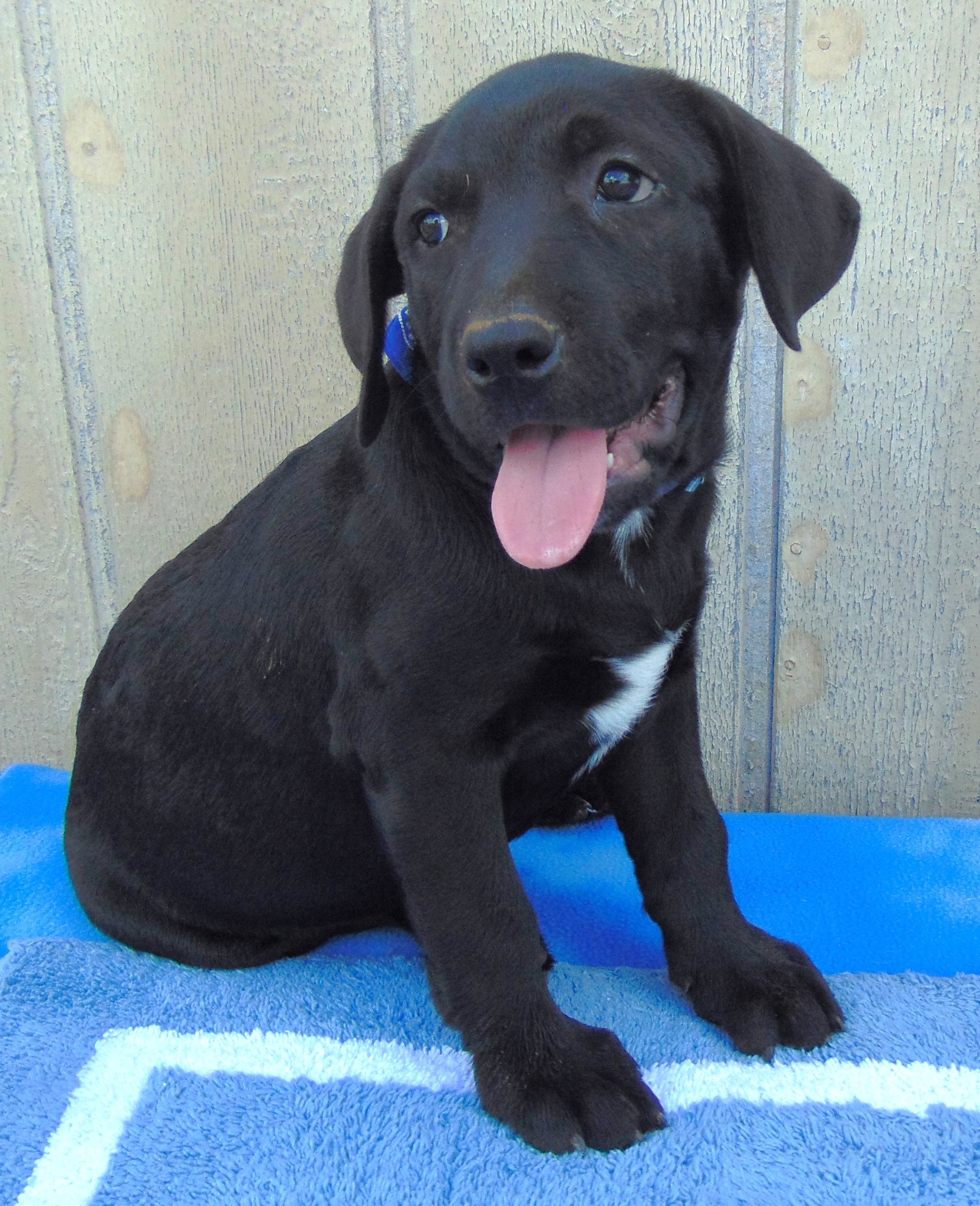 BISMARK, Adopted, Puppy Male Labrador Retriever.