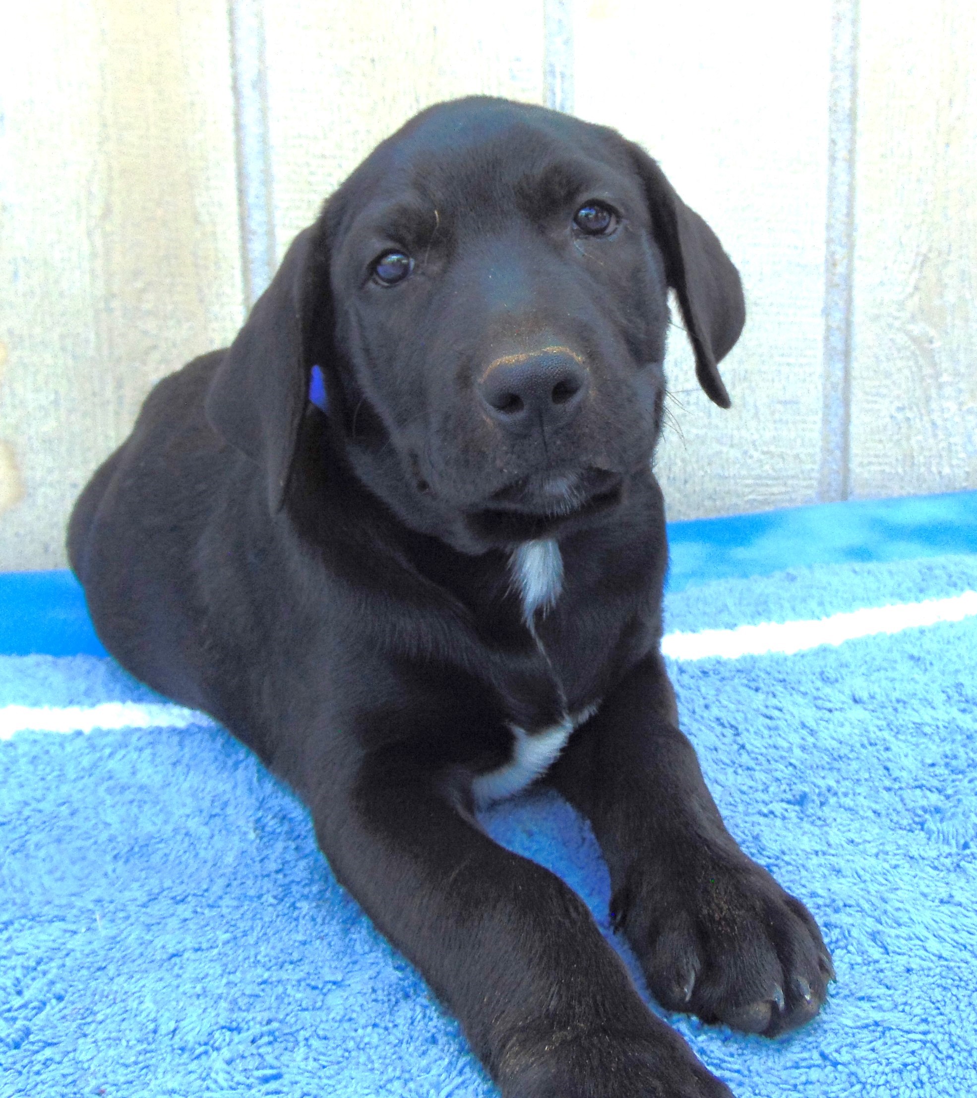 Enlarge BISMARK, a Adopted Labrador Retriever in San Antonio, TX image 3/5