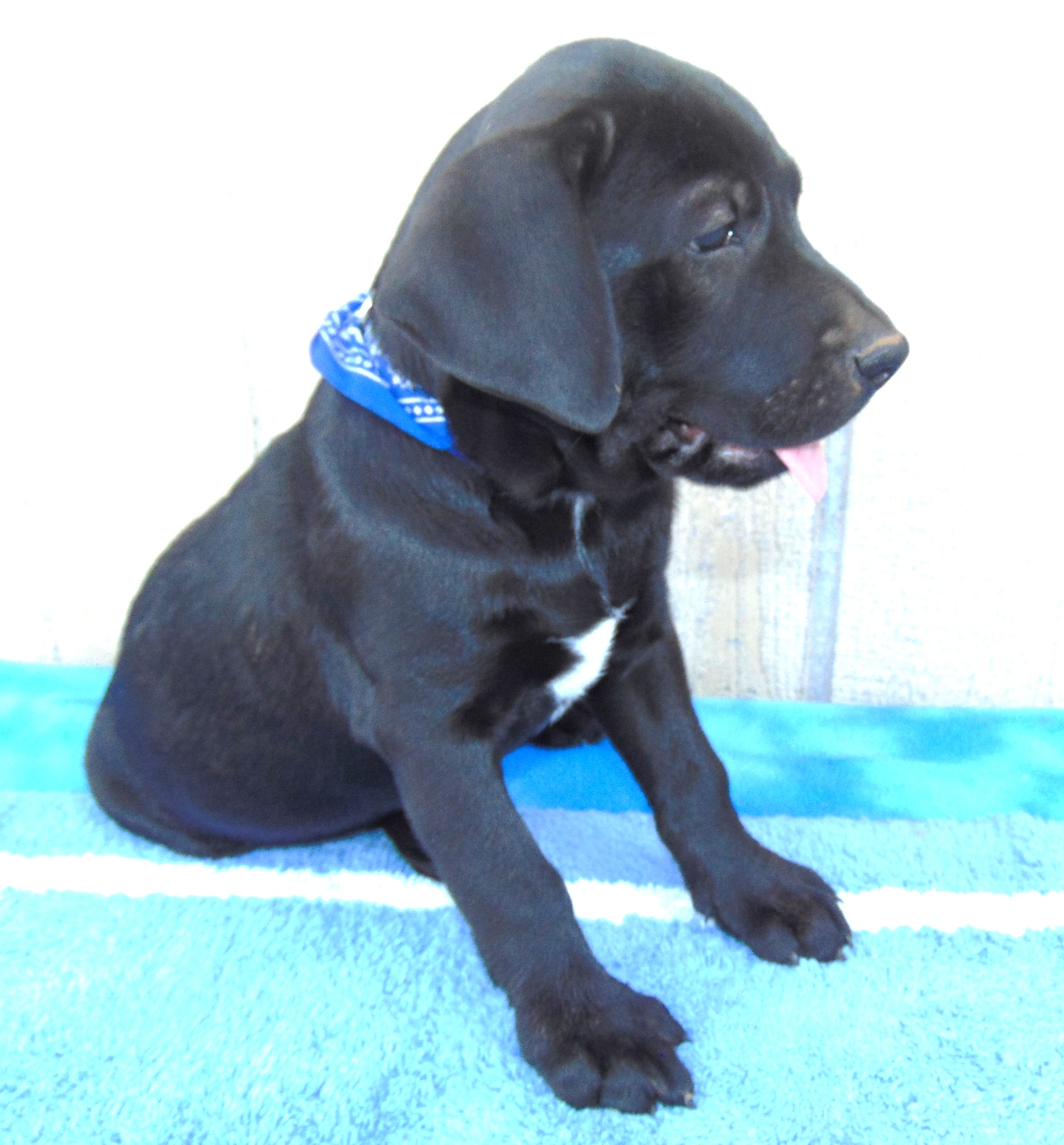 Enlarge BISMARK, a Adopted Labrador Retriever in San Antonio, TX image 4/5