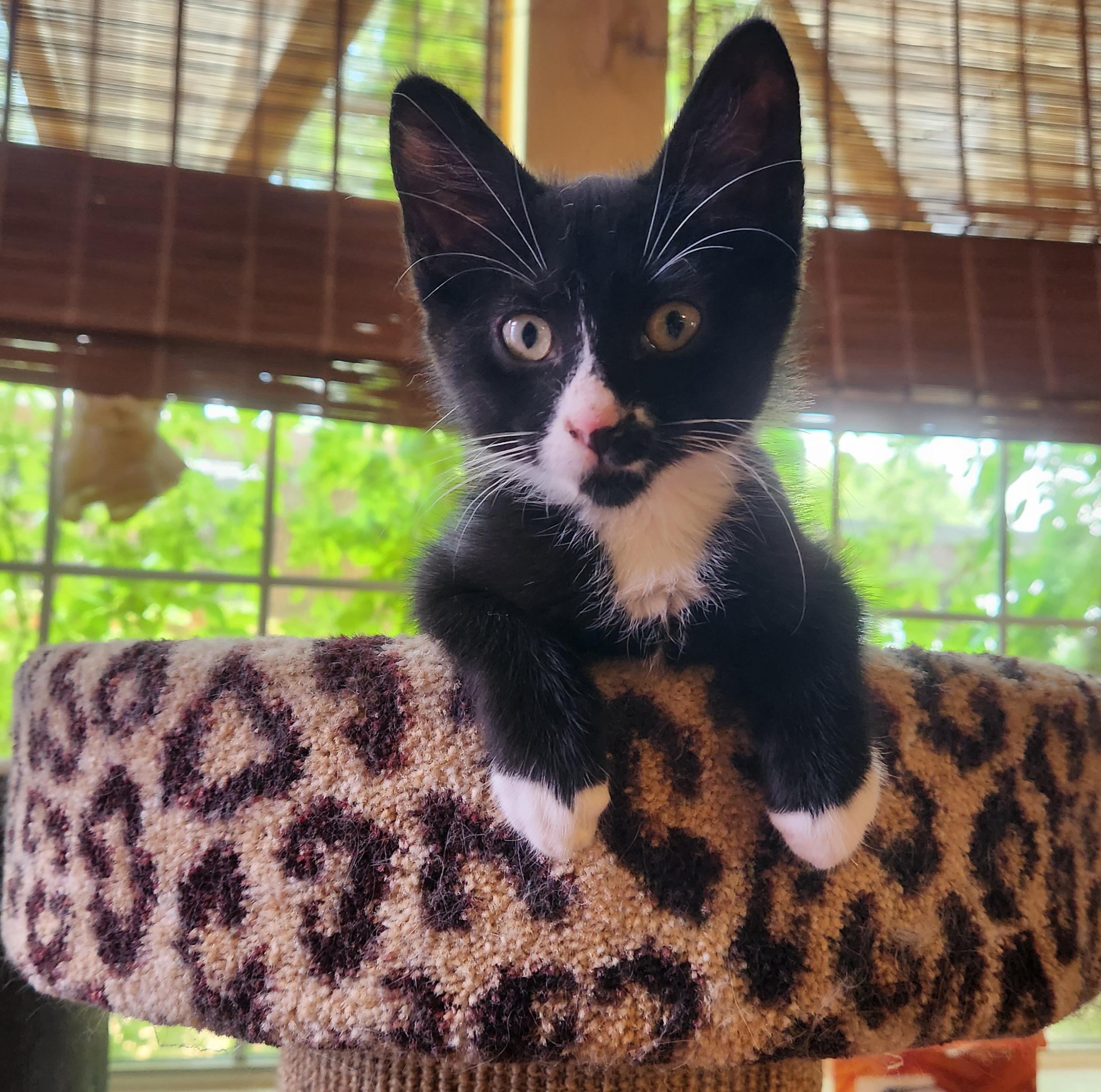 Felix, Adoptable, Kitten Male Domestic Short Hair.
