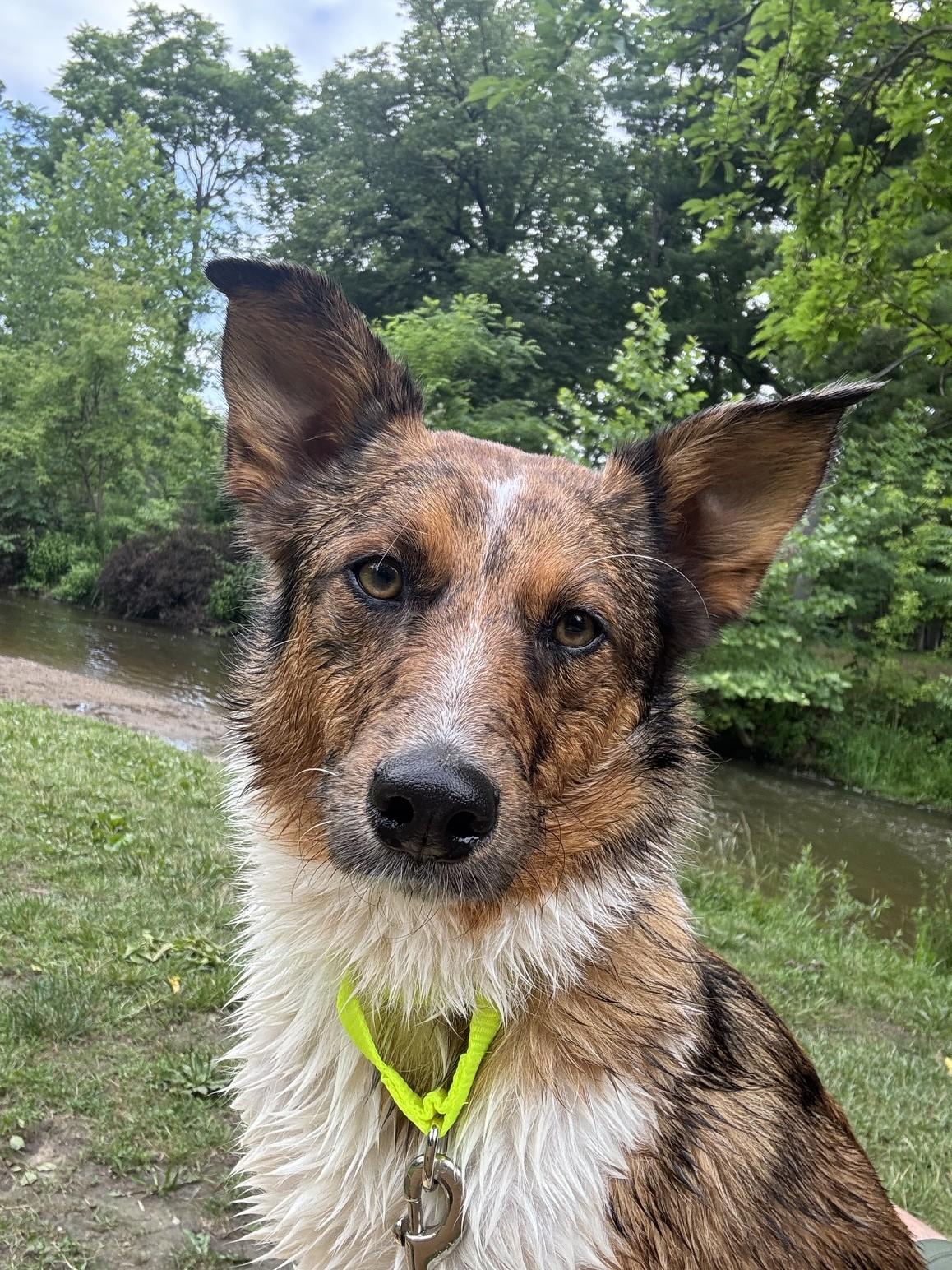 Enlarge Galaxy, an adoptable mixed breed in Sterling Heights, MI image 2/6