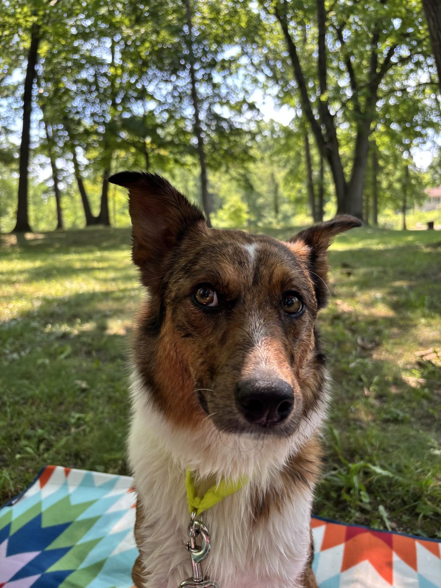 Enlarge Galaxy, an adoptable mixed breed in Sterling Heights, MI image 6/6