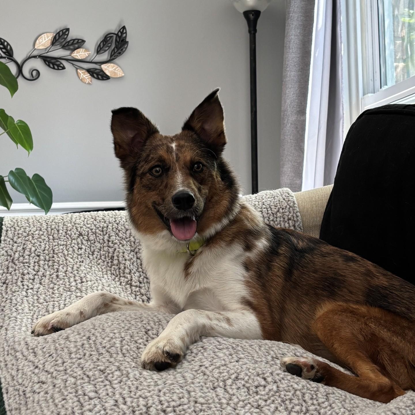 Enlarge Galaxy, an adoptable mixed breed in Sterling Heights, MI image 1/6