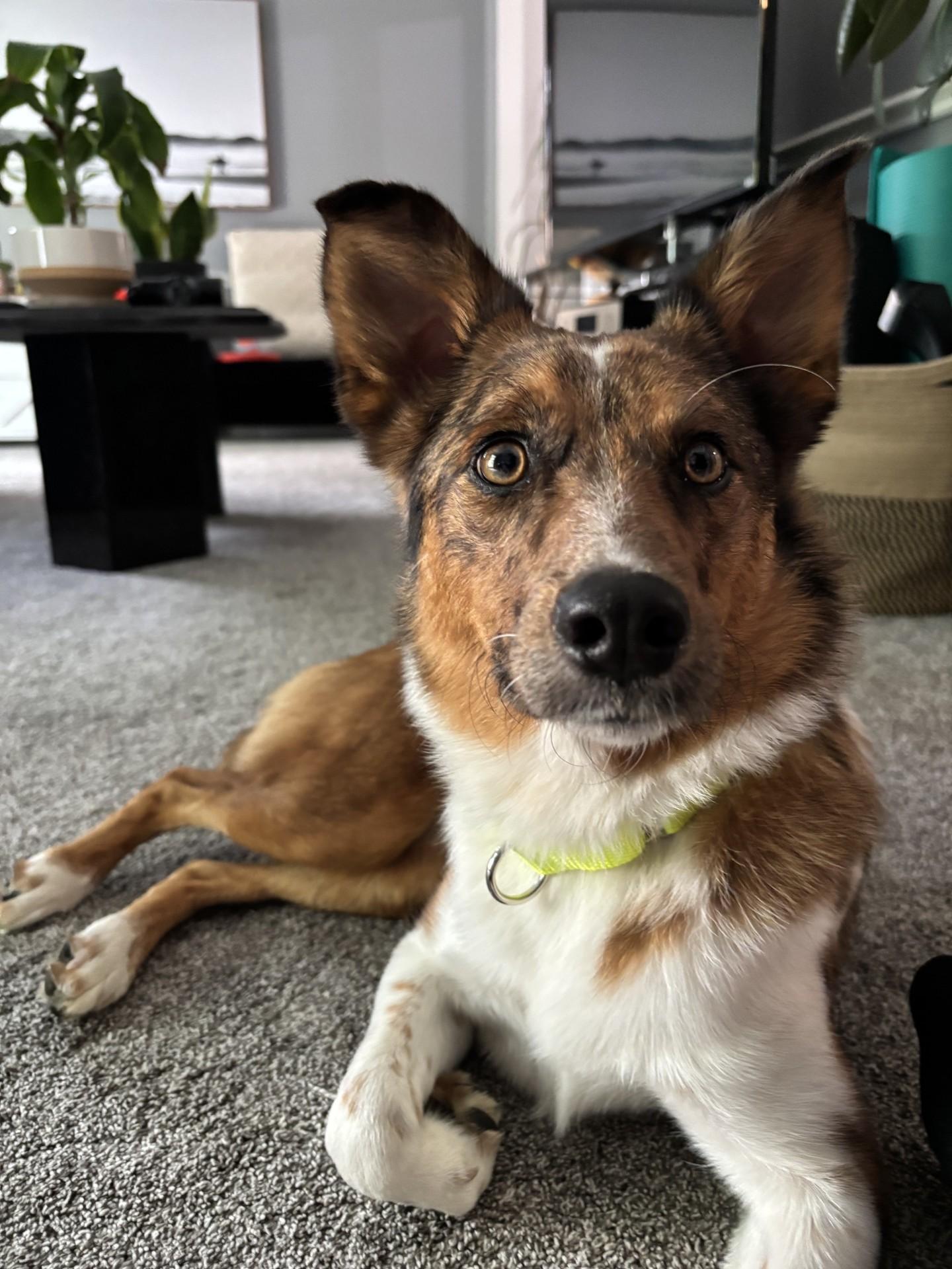 Enlarge Galaxy, an adoptable mixed breed in Sterling Heights, MI image 5/6