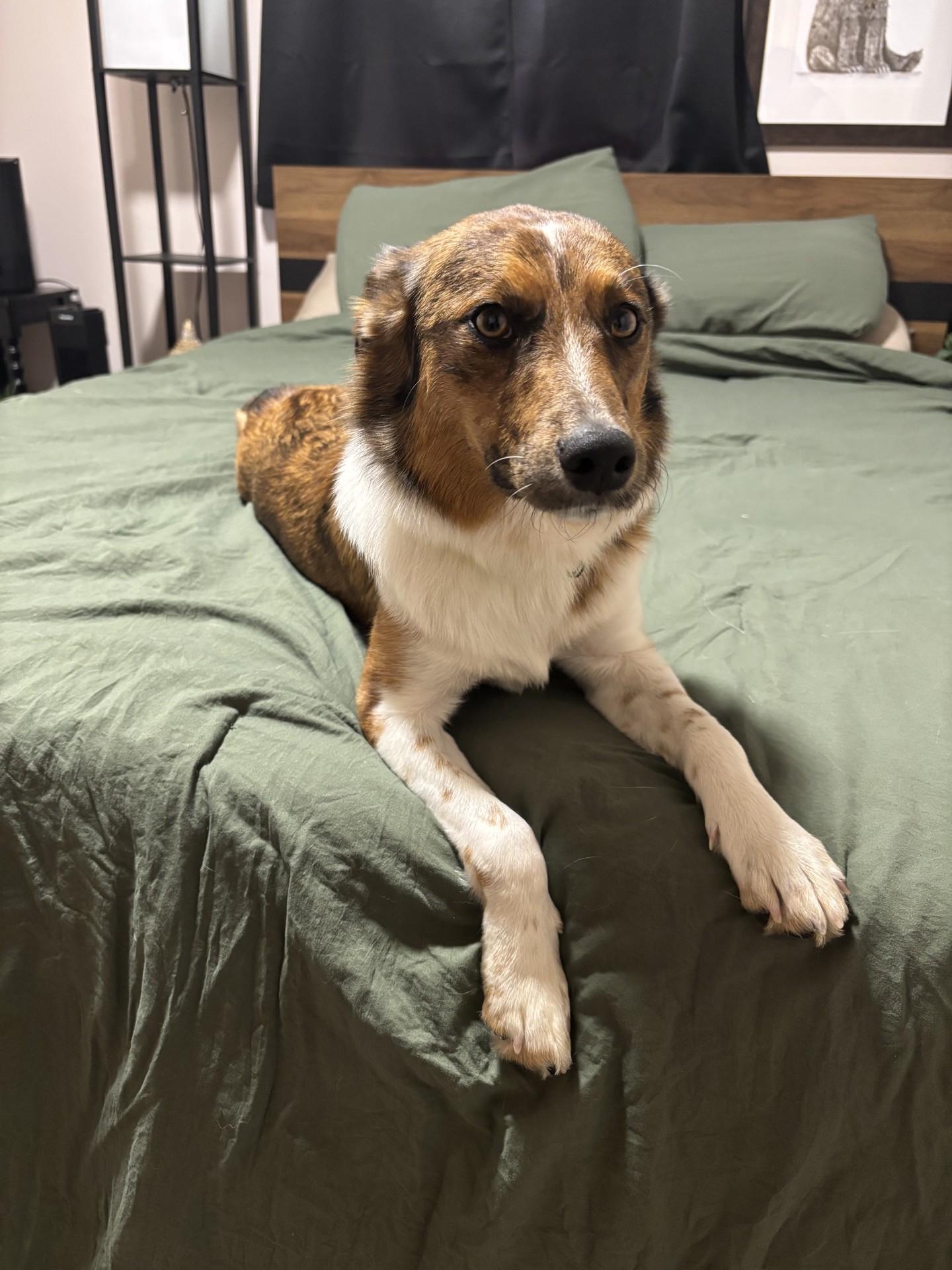 Enlarge Galaxy, an adoptable mixed breed in Sterling Heights, MI image 4/6