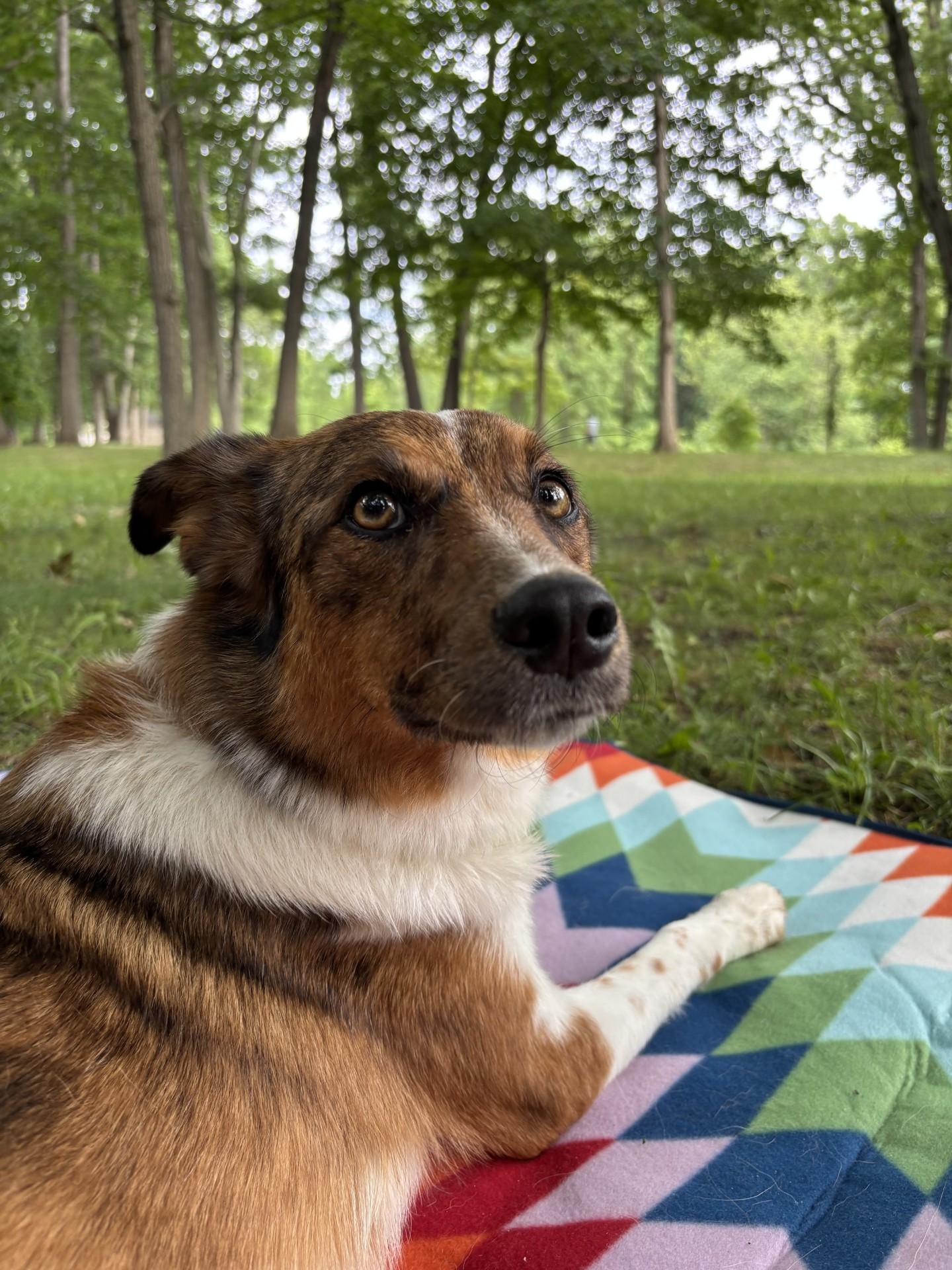 Enlarge Galaxy, an adoptable mixed breed in Sterling Heights, MI image 3/6