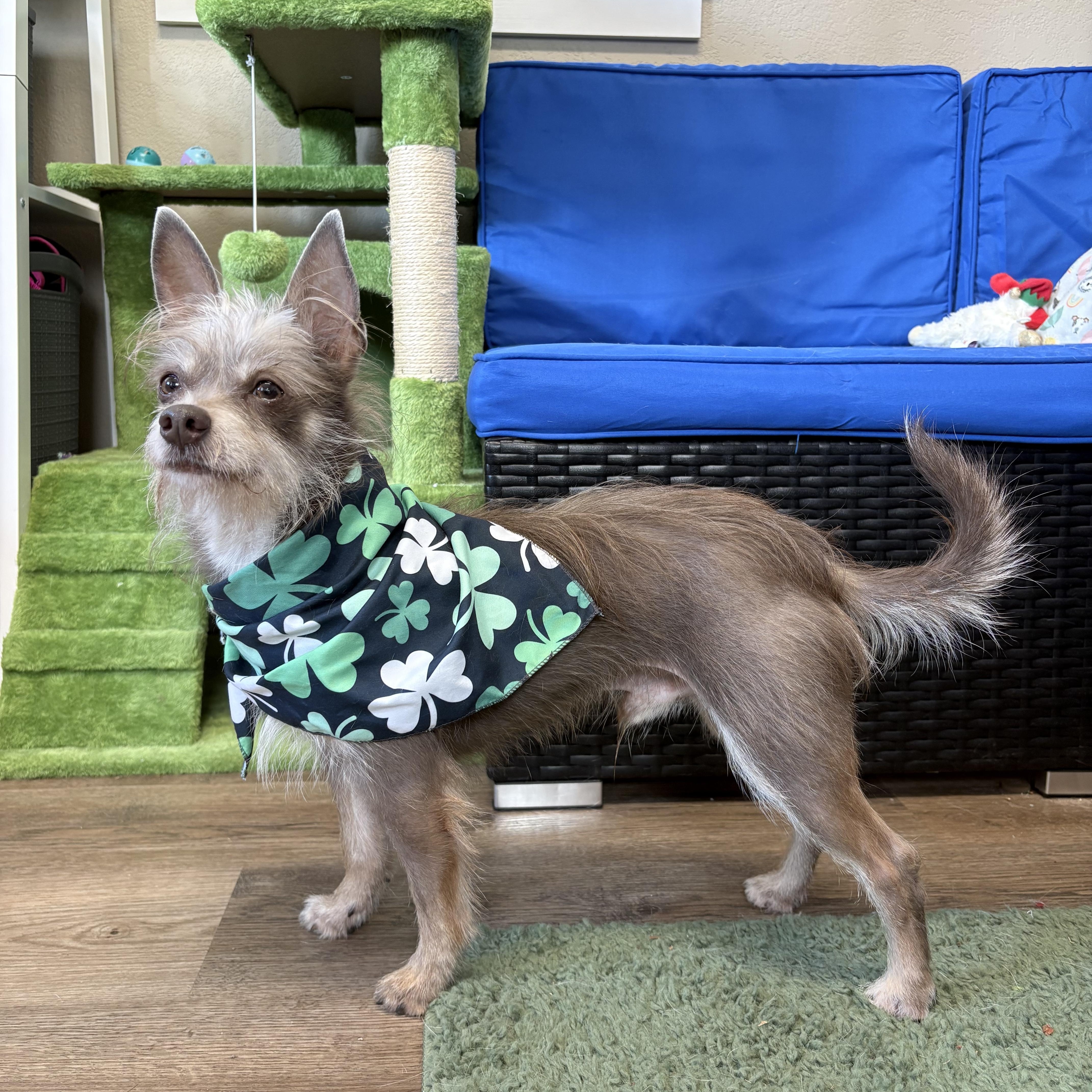 Dobby, Adoptable, Adult Male Chihuahua & Terrier.